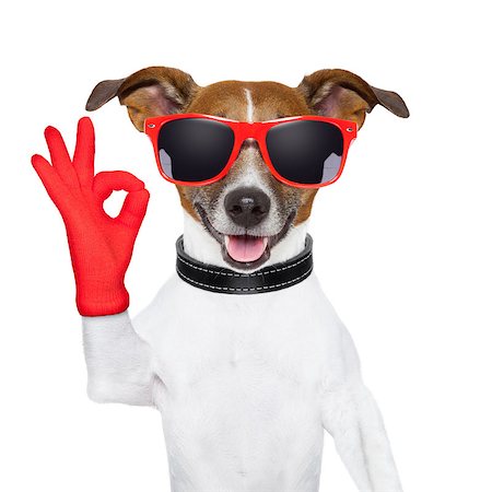 ok fingers dog with red gloves and glasses Stockbilder - Microstock & Abonnement, Bildnummer: 400-06919465