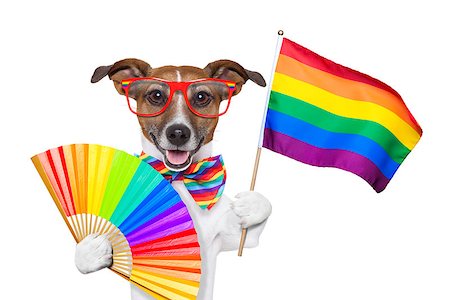 dog fan - gay pride dog waving a rainbow flag Stock Photo - Budget Royalty-Free & Subscription, Code: 400-06919460