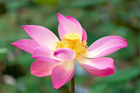 simsearch:400-04424294,k - Lotus flower blossoming and lotus leaves plants in a pond Stock Photo - Budget Royalty-Free & Subscription, Code: 400-06919570