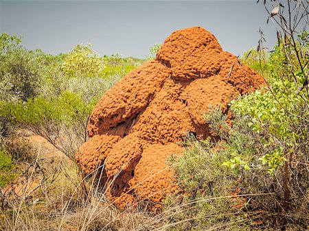 An image of two australia termite hill Stock Photo - Budget Royalty-Free & Subscription, Code: 400-06919615