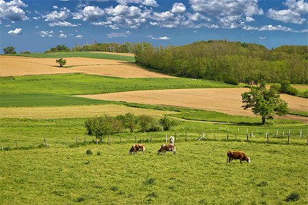 simsearch:400-07305550,k - Herd of cows in green landscape under blue sky Photographie de stock - Aubaine LD & Abonnement, Code: 400-06919637