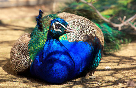 Detail view on a peacock. Horizontal position. Stock Photo - Budget Royalty-Free & Subscription, Code: 400-06919690