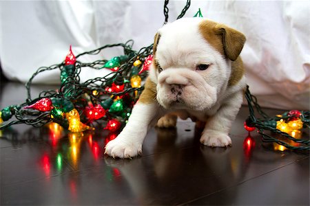 fat dog - Christmas lights tangled up with Bulldogs Stock Photo - Budget Royalty-Free & Subscription, Code: 400-06919758