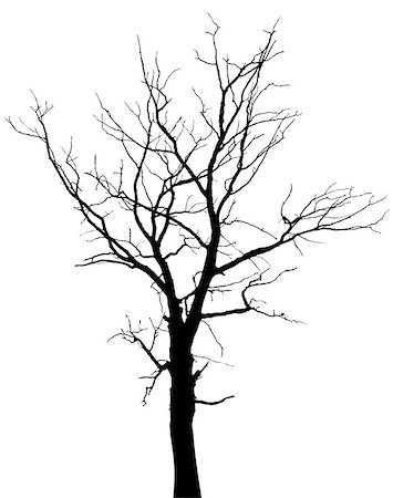 simsearch:400-06199703,k - Dead tree with branches and without leaves - vector silhouette Foto de stock - Super Valor sin royalties y Suscripción, Código: 400-06912010