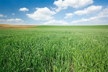 simsearch:400-06918933,k - Fresh green wheat field and blue cloudy sky Photographie de stock - Aubaine LD & Abonnement, Code: 400-06912564