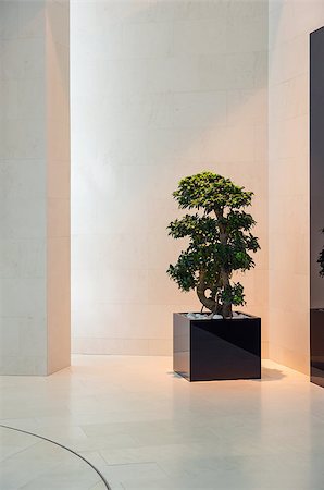 bonsai in the modern interior Stock Photo - Budget Royalty-Free & Subscription, Code: 400-06912809