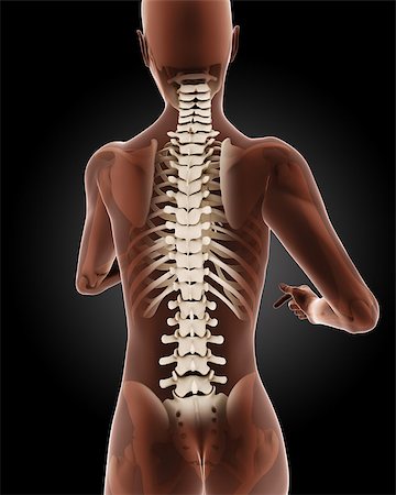 simsearch:400-06768229,k - 3D render of a female medical skeleton with close up on back Fotografie stock - Microstock e Abbonamento, Codice: 400-06913022
