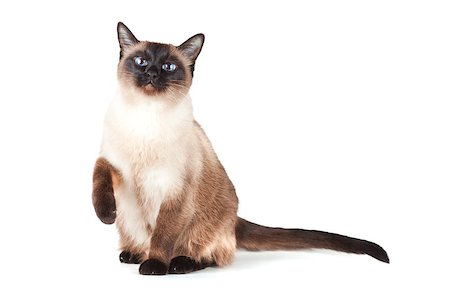 siamois - Siamese cat with blue eyes isolated on white background Photographie de stock - Aubaine LD & Abonnement, Code: 400-06913154