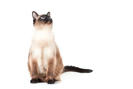 simsearch:400-08693841,k - Siamese cat with blue eyes looks upwards isolated on white background Photographie de stock - Aubaine LD & Abonnement, Code: 400-06913156