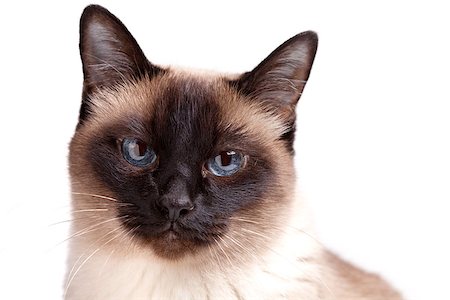 simsearch:400-09066776,k - Siamese cat with blue eyes looks in camera isolated on white background Photographie de stock - Aubaine LD & Abonnement, Code: 400-06913214