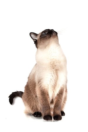 simsearch:400-06095398,k - Siamese cat with blue eyes looks upwards isolated on white background Foto de stock - Super Valor sin royalties y Suscripción, Código: 400-06913216