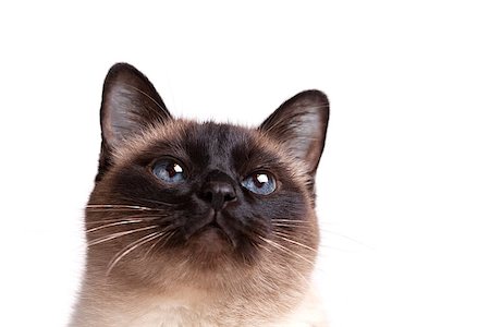 simsearch:400-04000875,k - Siamese cat with blue eyes looks upwards isolated on white background Photographie de stock - Aubaine LD & Abonnement, Code: 400-06913213