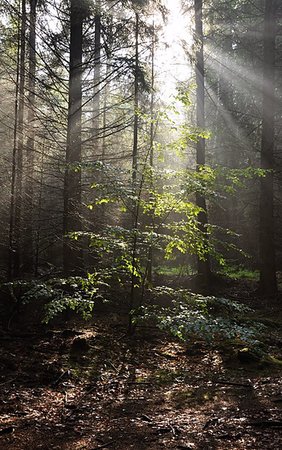 simsearch:400-07321234,k - Rays of sun in the fog in the forest Stock Photo - Budget Royalty-Free & Subscription, Code: 400-06924631