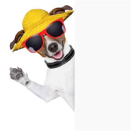 simsearch:400-07055954,k - funny summer dog behind a blank banner Stockbilder - Microstock & Abonnement, Bildnummer: 400-06925037