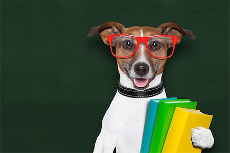 simsearch:400-08413217,k - smart and clever dog with books and glasses Stock Photo - Budget Royalty-Free & Subscription, Code: 400-06925056