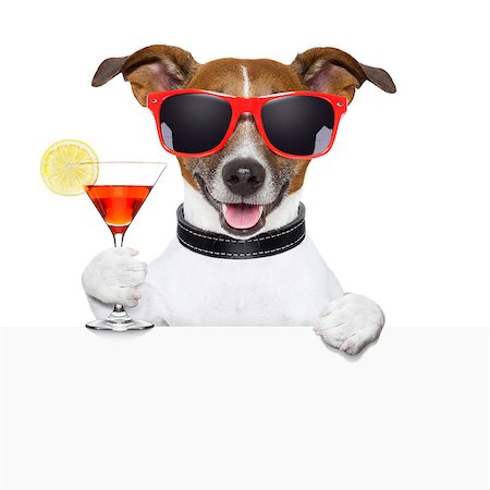 simsearch:400-06927182,k - funny cocktail dog behind a white banner Stockbilder - Microstock & Abonnement, Bildnummer: 400-06925053