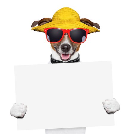 simsearch:400-08898663,k - funny summer dog holding a blank banner Photographie de stock - Aubaine LD & Abonnement, Code: 400-06925064