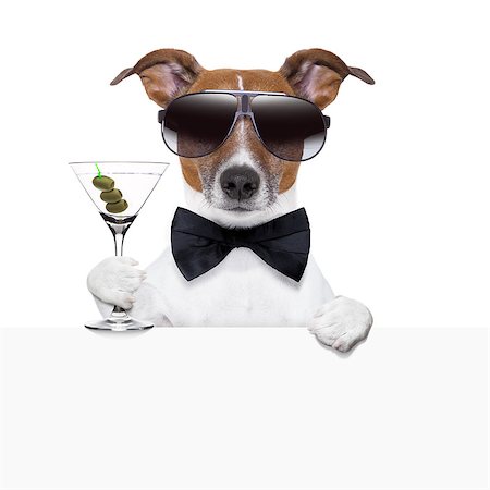 simsearch:400-06927182,k - funny cocktail dog behind a white banner Stockbilder - Microstock & Abonnement, Bildnummer: 400-06925060