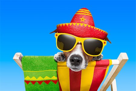 simsearch:400-07576471,k - mexican dog on vacation relaxing on a deck chair Stockbilder - Microstock & Abonnement, Bildnummer: 400-06925062