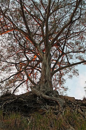 eucalipto - A mature eucalyptus may take the form of a low shrub or a very large tree. Foto de stock - Super Valor sin royalties y Suscripción, Código: 400-06925149