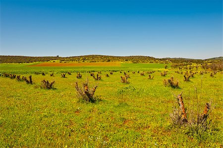 simsearch:400-06521455,k - Green Field and Fresh Slumps in Israel, Spring Fotografie stock - Microstock e Abbonamento, Codice: 400-06925342