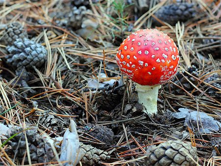 simsearch:400-07173981,k - fly agaric in forest Photographie de stock - Aubaine LD & Abonnement, Code: 400-06925352