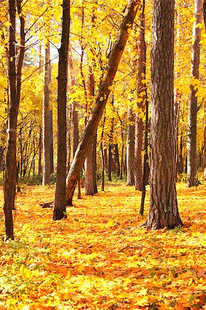 simsearch:400-07321234,k - Beautiful landscape - road in autumn forest Foto de stock - Royalty-Free Super Valor e Assinatura, Número: 400-06926782