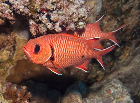 simsearch:400-06099385,k - Blotcheye soldierfish myripristis murdjan swimming underwater on a tropical coral reef Stock Photo - Budget Royalty-Free & Subscription, Code: 400-06926801