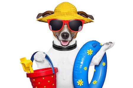 dog ready for beach with bucket swim ring and funny hat Stockbilder - Microstock & Abonnement, Bildnummer: 400-06927156