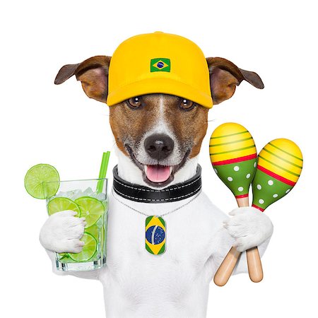 funny brazilian dog with caipirinha and rattle shakers Photographie de stock - Aubaine LD & Abonnement, Code: 400-06927157