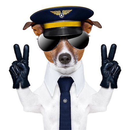 pilot captain dog with peace fingers and a blue tie Stock Photo - Budget Royalty-Free & Subscription, Code: 400-06927159