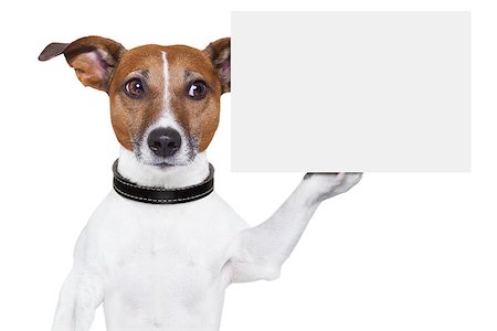 dog holding a  blank white cardboard on paw Stock Photo - Budget Royalty-Free & Subscription, Code: 400-06927151