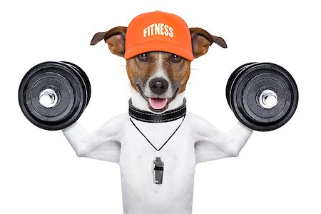 simsearch:400-08694289,k - personal  trainer dog with dumbbells and a whistle Stock Photo - Budget Royalty-Free & Subscription, Code: 400-06927165