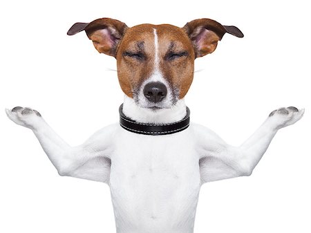 Meditating dog with arms  raised up and closed eyes Stockbilder - Microstock & Abonnement, Bildnummer: 400-06927177