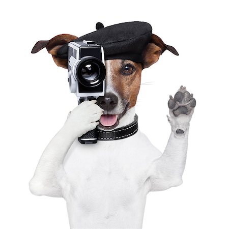 simsearch:400-07055954,k - movie director dog with a vintage camera Stockbilder - Microstock & Abonnement, Bildnummer: 400-06927179