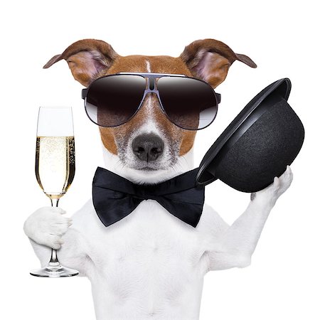 funny new years eve pics - cheers dog with  a glass of champagne and a black hat Stock Photo - Budget Royalty-Free & Subscription, Code: 400-06927171