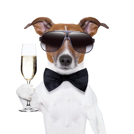 funny jack russell christmas pictures - cheers dog with  a glass of champagne Stock Photo - Budget Royalty-Free & Subscription, Code: 400-06927172
