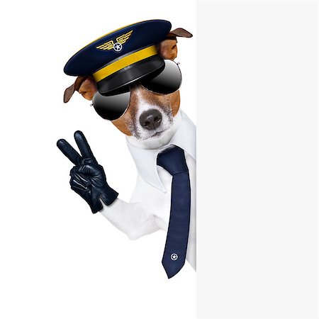 pilot captain dog behind a banner with peace fingers Stock Photo - Budget Royalty-Free & Subscription, Code: 400-06927185