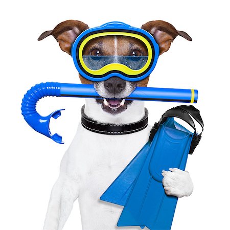 simsearch:400-07055954,k - scuba dog with tins snorkel and goggles Stockbilder - Microstock & Abonnement, Bildnummer: 400-06927186