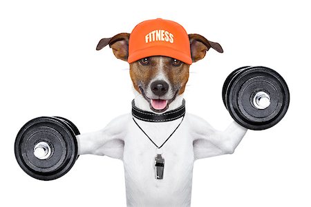 simsearch:400-08694289,k - personal  trainer dog with dumbbells and a whistle Stock Photo - Budget Royalty-Free & Subscription, Code: 400-06927191