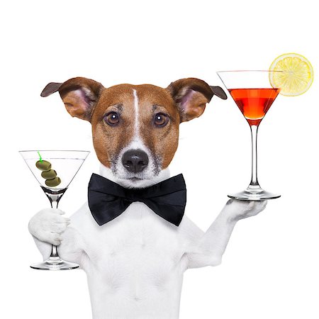 simsearch:400-07822392,k - dog holding cocktails and a black tie Foto de stock - Super Valor sin royalties y Suscripción, Código: 400-06927193