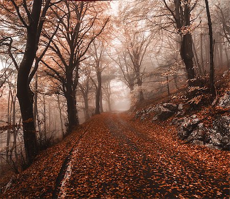 regional park - Autumn in the regional park of Campo di Fiori, Varese Foto de stock - Super Valor sin royalties y Suscripción, Código: 400-06927230