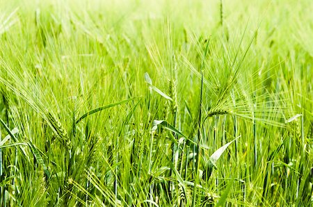 simsearch:400-06918933,k - young wheat on farm land Photographie de stock - Aubaine LD & Abonnement, Code: 400-06927601