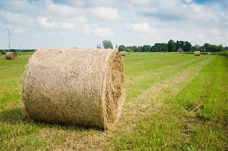 simsearch:400-06918933,k - Round hay bales on a meadow Photographie de stock - Aubaine LD & Abonnement, Code: 400-06927602