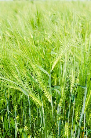 simsearch:400-06918933,k - young wheat on farm land Photographie de stock - Aubaine LD & Abonnement, Code: 400-06927603