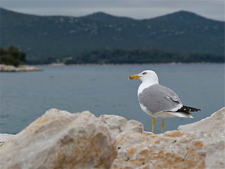 simsearch:400-05893563,k - Seagull on rock in marina Stock Photo - Budget Royalty-Free & Subscription, Code: 400-06927774