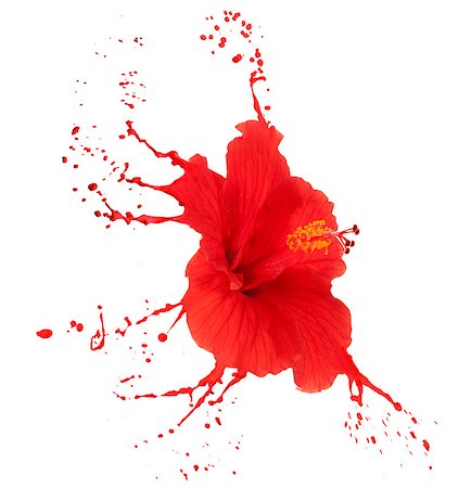 red hibiscus with red paint splashing from the flower on the white background Foto de stock - Super Valor sin royalties y Suscripción, Código: 400-06928205