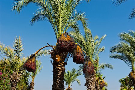 Plantation of Date Palms in the Jordan Valley, Israel Photographie de stock - Aubaine LD & Abonnement, Code: 400-06928365