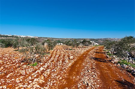 Olive Grove on the Slopes of the Hills of Galilee Photographie de stock - Aubaine LD & Abonnement, Code: 400-06928373