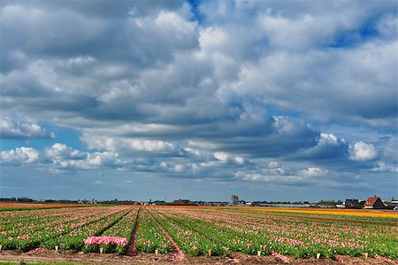 simsearch:400-06918933,k - Hothouses between the Fields of Tulips, Netherlands Foto de stock - Super Valor sin royalties y Suscripción, Código: 400-06928380